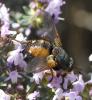 Tachina fera